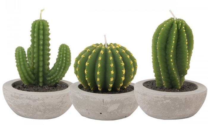 Should You Add Cactus To Your Skincare Regime?